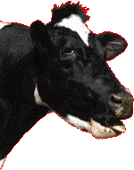 Cow_video