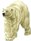 Polar_bear_2