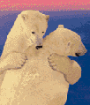 Polar_bears_hug
