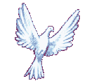 Large_dove