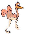Ostrich_2