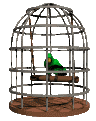 Parrot_in_cage