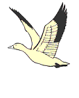 Seagull_flies