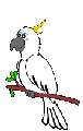White_parrot