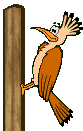 Woodpecker_2