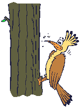 Woodpecker_4