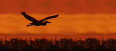 bird_at_sunset