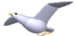 white_seagull