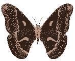 Black_moth