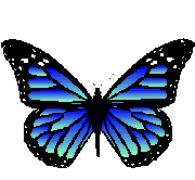 Blue_butterfly_2