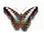 butterfly_1
