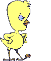Angry_chick