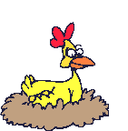 Chicken_in_nest