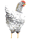 White_chicken