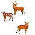 3_deer