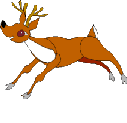 Deer_runs