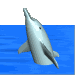 3d_dolphin