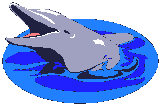 Dolphin_in_water