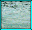 dolphin_in_frame