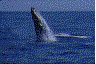 whale_in_sea