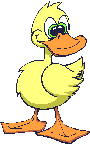 Big_eyed_duck