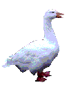 White_goose