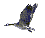 goose_flying