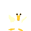 white_duck