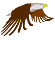 Eagle_flies_2
