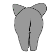 Elephant_butt