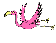 Flamingo_flies