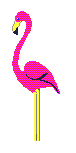 Pink_flamingo