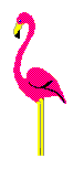 Pink_flamingo_2