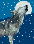Wolf_in_snow