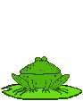 Frog_jumps_4