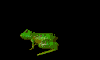 jumping_frog