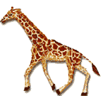 Giraffe_walks