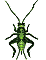 Grasshopper_2