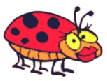 Ladybug_6