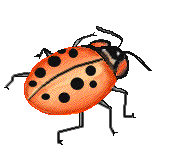 ladybug_2