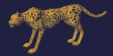 Cheetah_dances