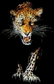 Leopard_walks