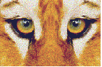Tiger_eyes