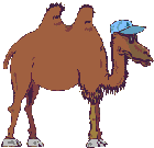 Camel_in_hat