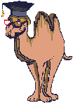 Camel_professor