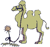 Camel_stands