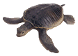 Sea_turtle