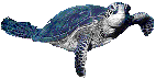 Sea_turtle_2