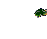 Turtle_head