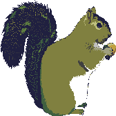Squirrel_with_nut